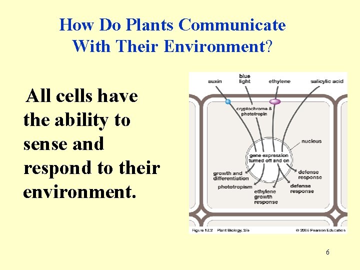 How Do Plants Communicate With Their Environment? All cells have the ability to sense