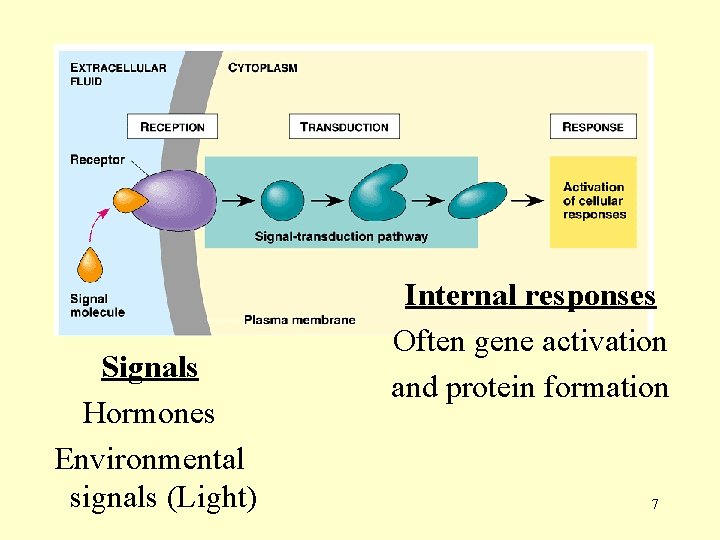 Signals Hormones Environmental signals (Light) Internal responses Often gene activation and protein formation 7