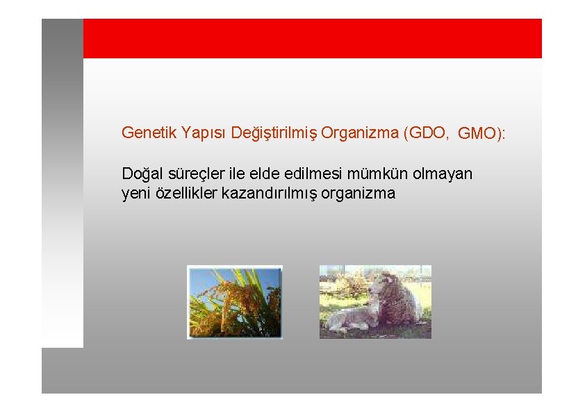 Genetik Yapısı Değiştirilmiş Organizma (GDO, GMO): Doğal süreçler ile elde edilmesi mümkün olmayan yeni