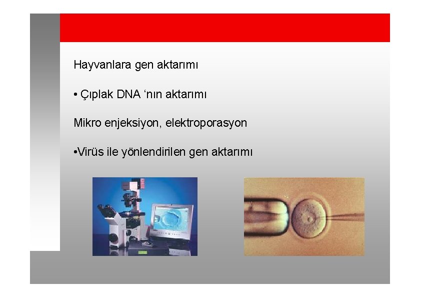 Hayvanlara gen aktarımı • Çıplak DNA ‘nın aktarımı Mikro enjeksiyon, elektroporasyon • Virüs ile