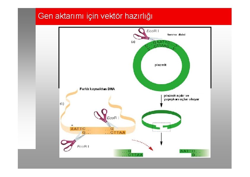 Gen aktarımı için vektör hazırlığı 