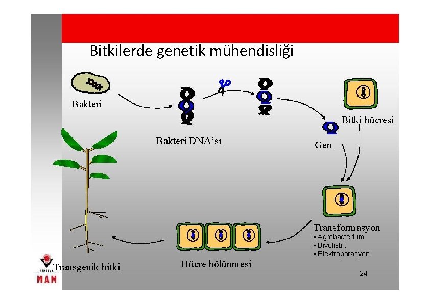 Bitkilerde genetik mühendisliği Bakteri Bitki hücresi Bakteri DNA’sı Gen Transformasyon • Agrobacterium • Biyolistik