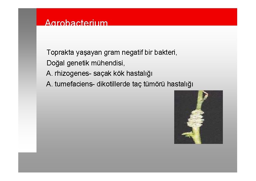 Agrobacterium Toprakta yaşayan gram negatif bir bakteri, Doğal genetik mühendisi, A. rhizogenes- saçak kök