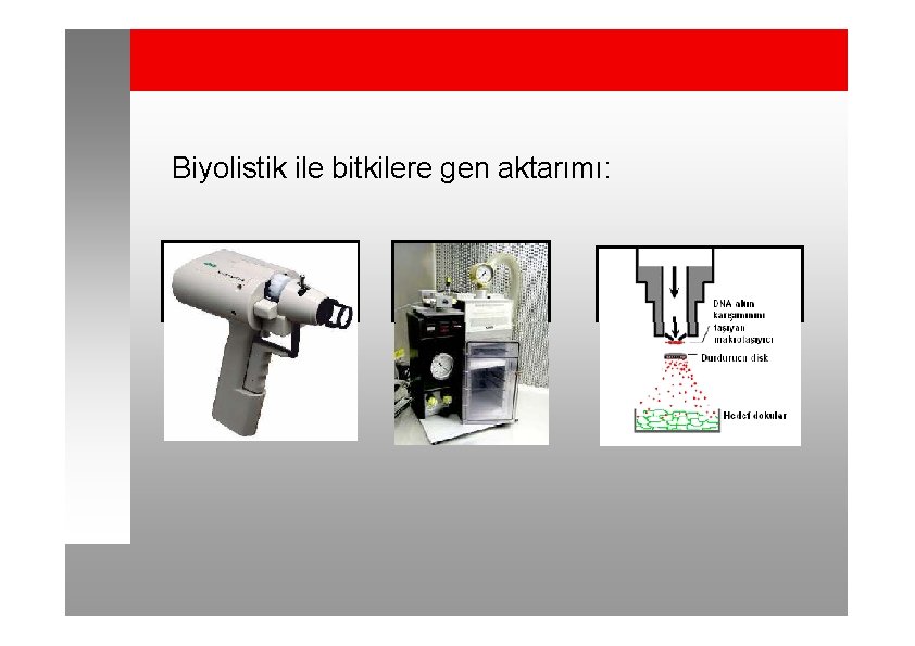 Biyolistik ile bitkilere gen aktarımı: 