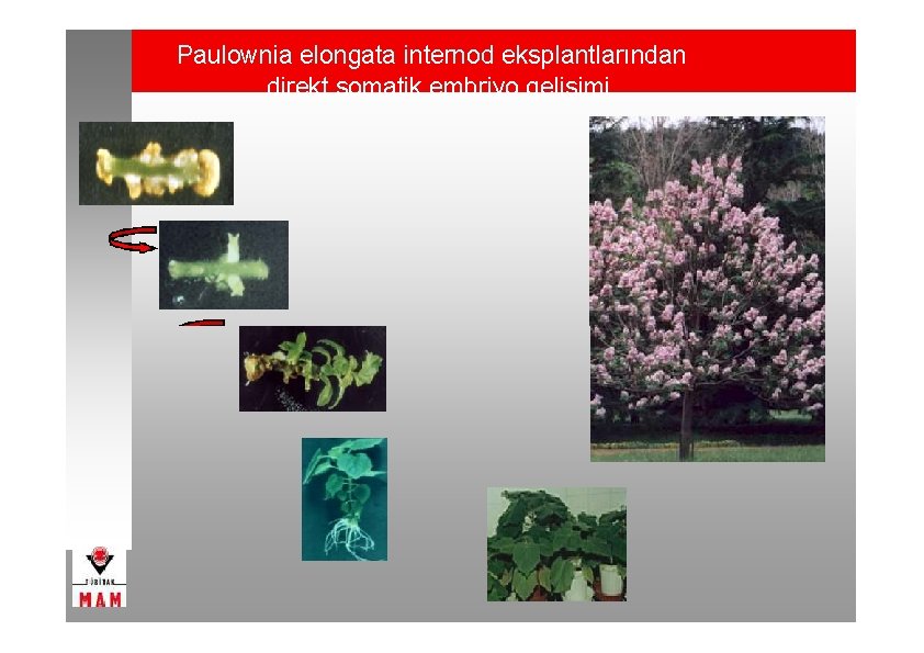 Paulownia elongata internod eksplantlarından direkt somatik embriyo gelişimi 
