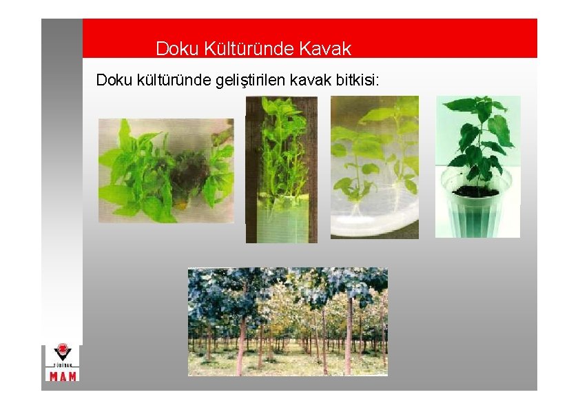 Doku Kültüründe Kavak Doku kültüründe geliştirilen kavak bitkisi: 