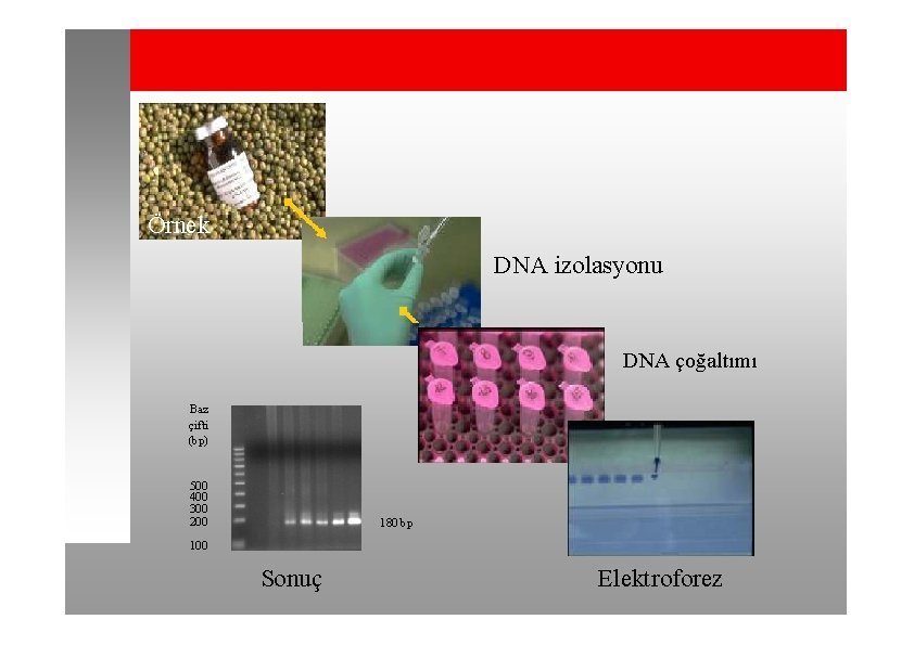 Örnek DNA izolasyonu DNA çoğaltımı Baz çifti (bp) 500 400 300 200 180 bp