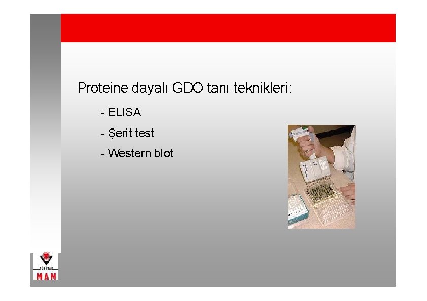 Proteine dayalı GDO tanı teknikleri: - ELISA - Şerit test - Western blot 