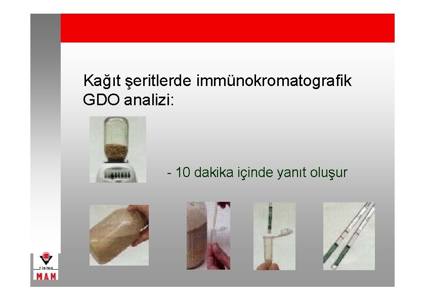 Kağıt şeritlerde immünokromatografik GDO analizi: - 10 dakika içinde yanıt oluşur 