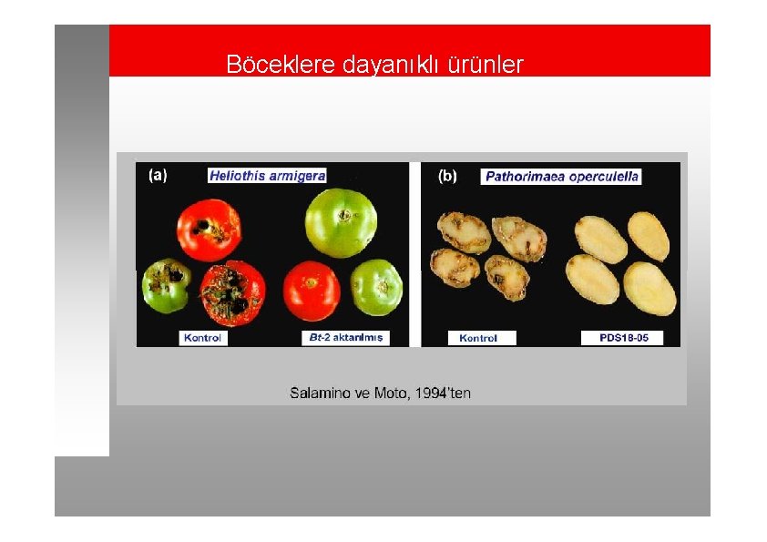 Böceklere dayanıklı ürünler 