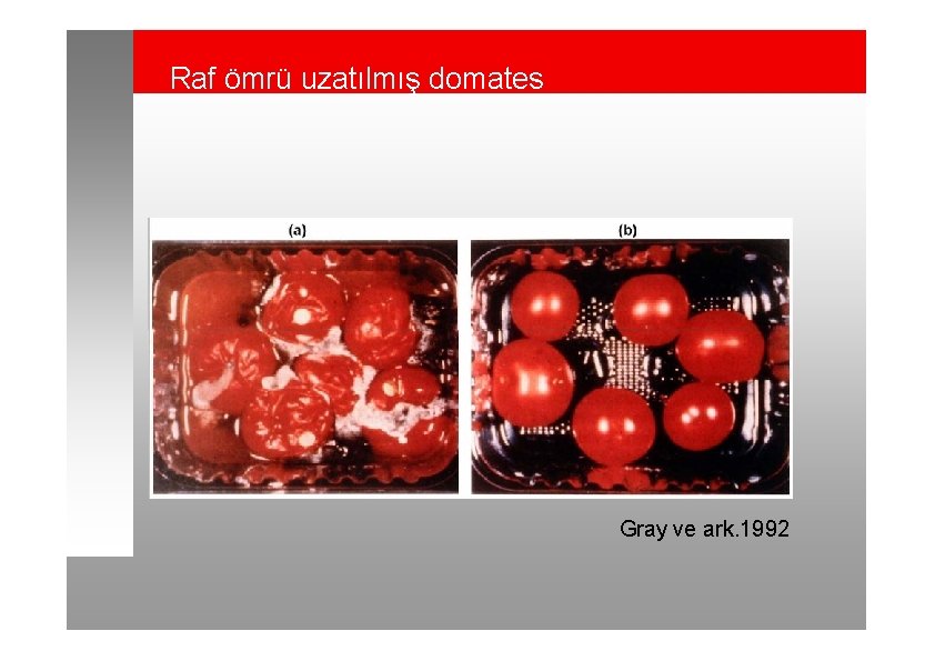 Raf ömrü uzatılmış domates Gray ve ark. 1992 