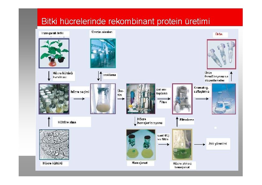 Bitki hücrelerinde rekombinant protein üretimi 