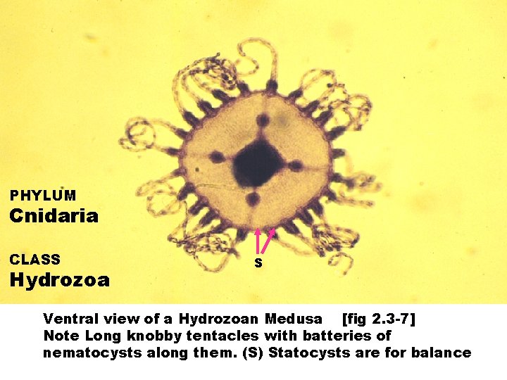 PHYLUM Cnidaria CLASS Hydrozoa S Ventral view of a Hydrozoan Medusa [fig 2. 3