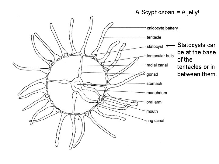 A Scyphozoan = A jelly! Statocysts can be at the base of the tentacles