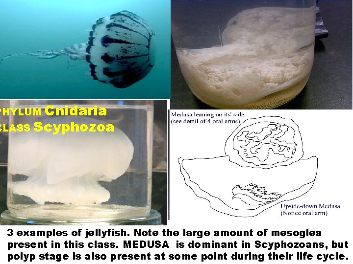 Cnidaria CLASS Scyphozoa PHYLUM 3 examples of jellyfish. Note the large amount of mesoglea