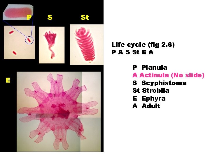 P S St Life cycle (fig 2. 6) P A S St E A