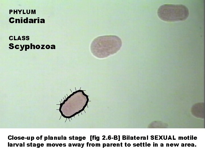 PHYLUM Cnidaria CLASS Scyphozoa Close-up of planula stage [fig 2. 6 -B] Bilateral SEXUAL