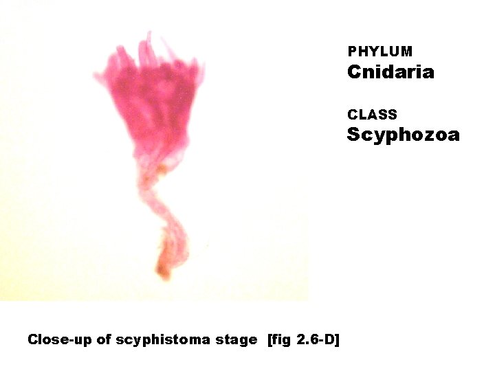 PHYLUM Cnidaria CLASS Scyphozoa Close-up of scyphistoma stage [fig 2. 6 -D] 