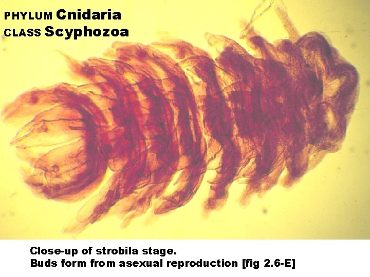 Cnidaria CLASS Scyphozoa PHYLUM Close-up of strobila stage. Buds form from asexual reproduction [fig