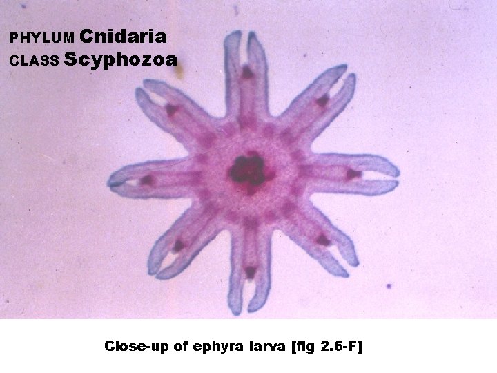 Cnidaria CLASS Scyphozoa PHYLUM Close-up of ephyra larva [fig 2. 6 -F] 