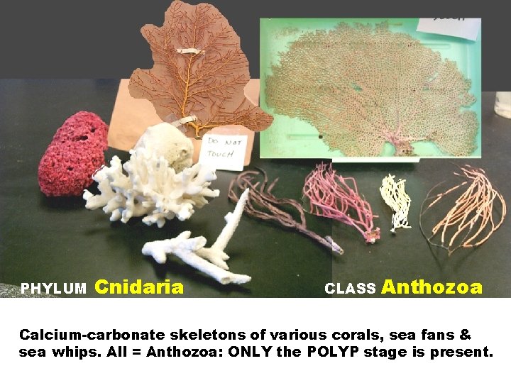 PHYLUM Cnidaria CLASS Anthozoa Calcium-carbonate skeletons of various corals, sea fans & sea whips.