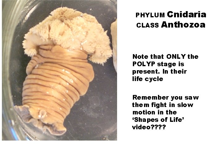 Cnidaria CLASS Anthozoa PHYLUM Note that ONLY the POLYP stage is present. In their