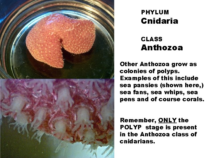 PHYLUM Cnidaria CLASS Anthozoa Other Anthozoa grow as colonies of polyps. Examples of this