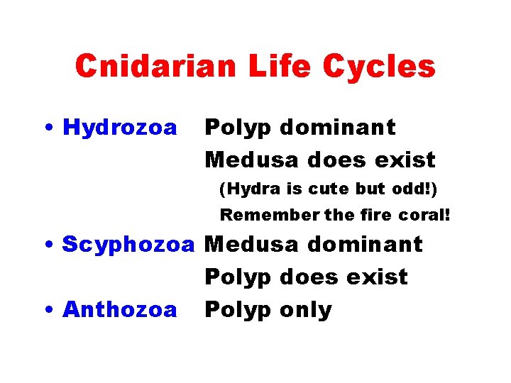 Cnidarian Life Cycles • Hydrozoa Polyp dominant Medusa does exist (Hydra is cute but