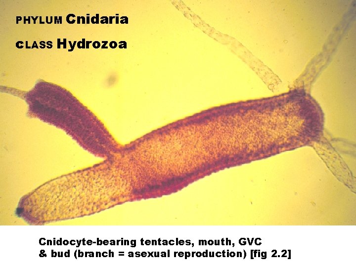 PHYLUM Cnidaria c. LASS Hydrozoa Cnidocyte-bearing tentacles, mouth, GVC & bud (branch = asexual