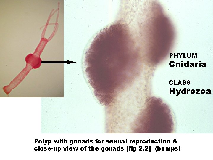 PHYLUM Cnidaria CLASS Hydrozoa Polyp with gonads for sexual reproduction & close-up view of