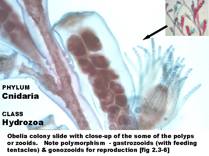 PHYLUM Cnidaria CLASS Hydrozoa Obelia colony slide with close-up of the some of the