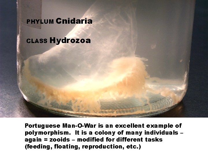 PHYLUM CLASS Cnidaria Hydrozoa Portuguese Man-O-War is an excellent example of polymorphism. It is