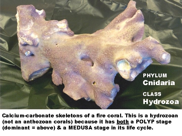 PHYLUM Cnidaria CLASS Hydrozoa Calcium-carbonate skeletons of a fire coral. This is a hydrozoan