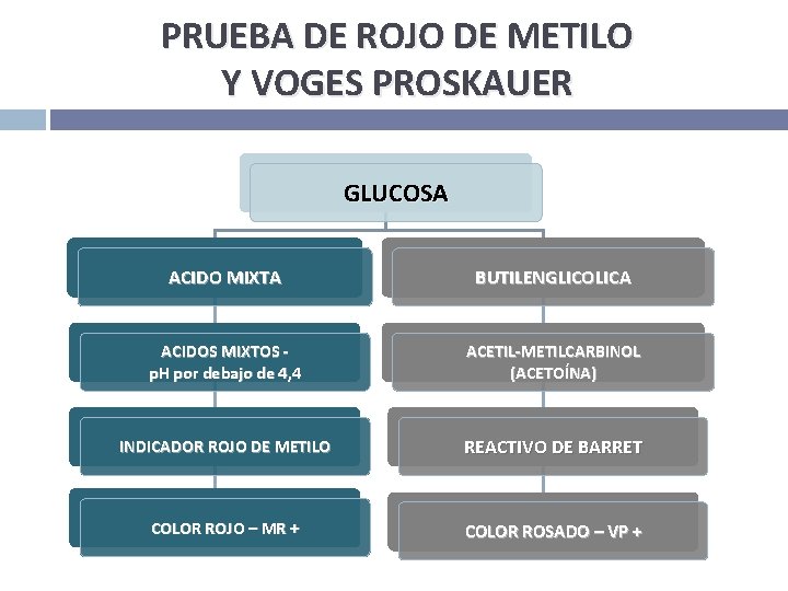 PRUEBA DE ROJO DE METILO Y VOGES PROSKAUER GLUCOSA ACIDO MIXTA BUTILENGLICOLICA ACIDOS MIXTOS