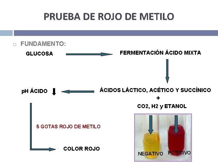 PRUEBA DE ROJO DE METILO FUNDAMENTO: FERMENTACIÓN ÁCIDO MIXTA GLUCOSA p. H ÁCIDOS LÁCTICO,