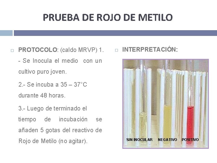 PRUEBA DE ROJO DE METILO PROTOCOLO: PROTOCOLO (caldo MRVP) 1. INTERPRETACIÓN: INTERPRETACIÓN - Se