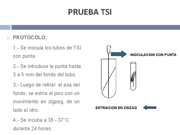 PRUEBA TSI PROTOCOLO: 1. - Se inocula los tubos de TSI con punta. INOCULACION