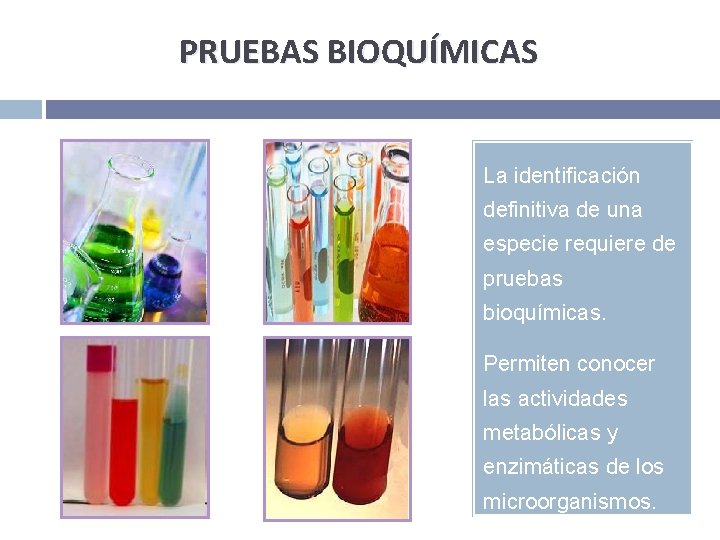 PRUEBAS BIOQUÍMICAS La identificación definitiva de una especie requiere de pruebas bioquímicas. Permiten conocer