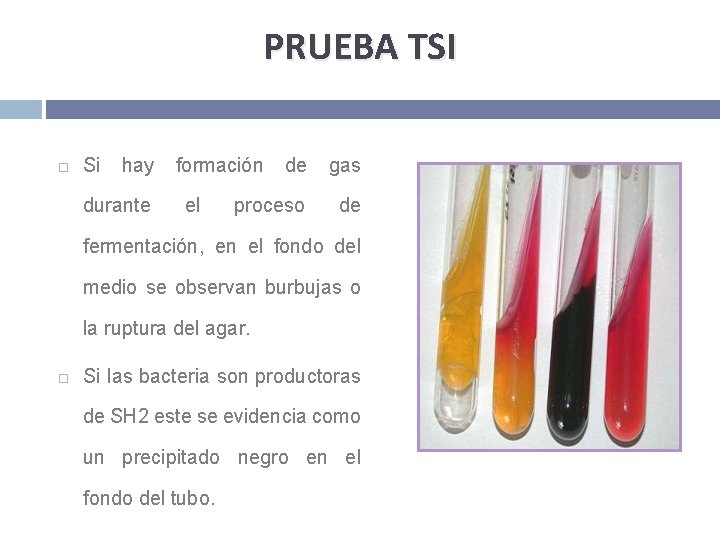 PRUEBA TSI Si hay durante formación el de gas proceso de fermentación, en el