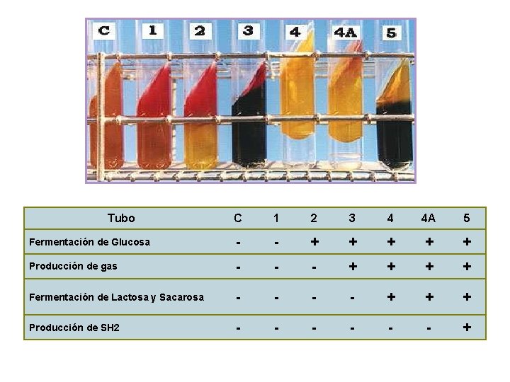 Tubo C 1 2 3 4 4 A 5 Fermentación de Glucosa - -