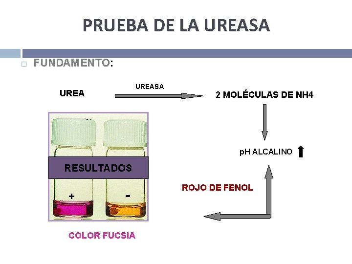 PRUEBA DE LA UREASA FUNDAMENTO: UREASA UREA 2 MOLÉCULAS DE NH 4 p. H