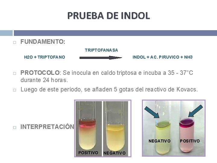 PRUEBA DE INDOL FUNDAMENTO: TRIPTOFANASA H 2 O + TRIPTOFANO INDOL + AC. PIRUVICO