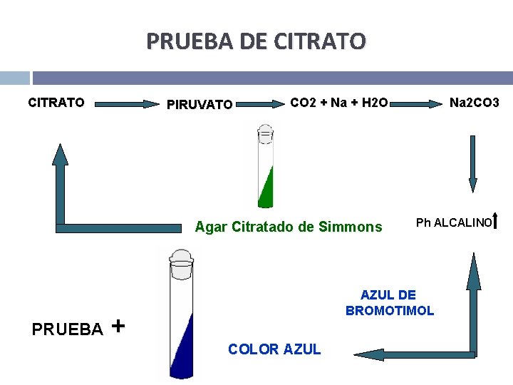 PRUEBA DE CITRATO PIRUVATO CO 2 + Na + H 2 O Agar Citratado