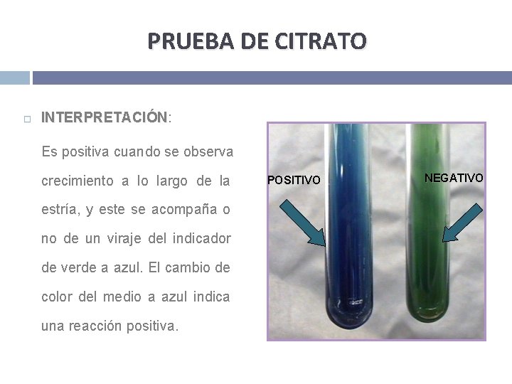 PRUEBA DE CITRATO INTERPRETACIÓN: INTERPRETACIÓN Es positiva cuando se observa crecimiento a lo largo