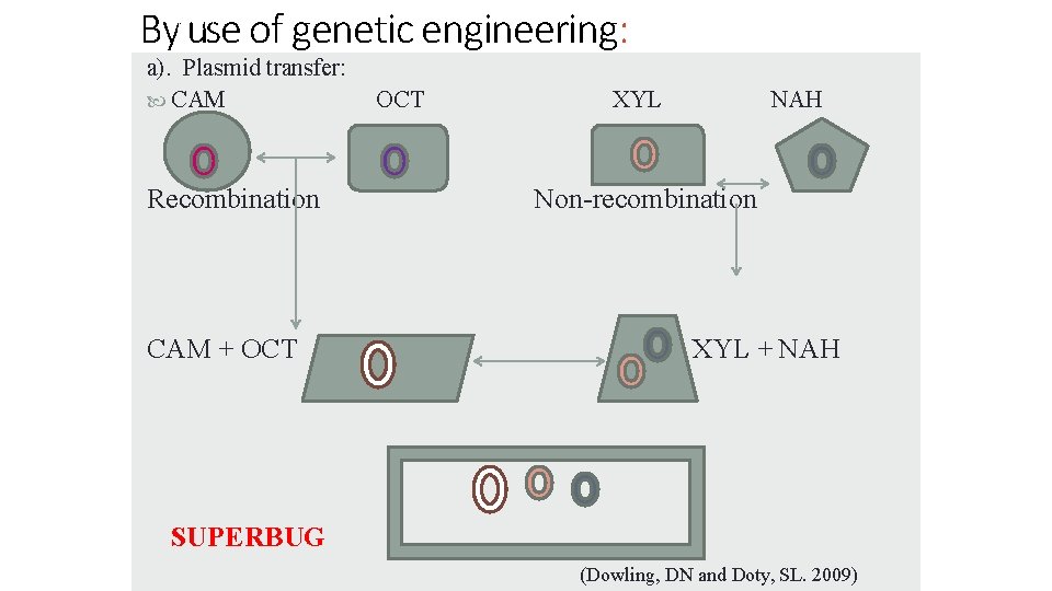 By use of genetic engineering: 40 6/23/2014 a). Plasmid transfer: CAM Recombination CAM +