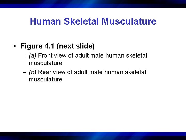 Human Skeletal Musculature • Figure 4. 1 (next slide) – (a) Front view of