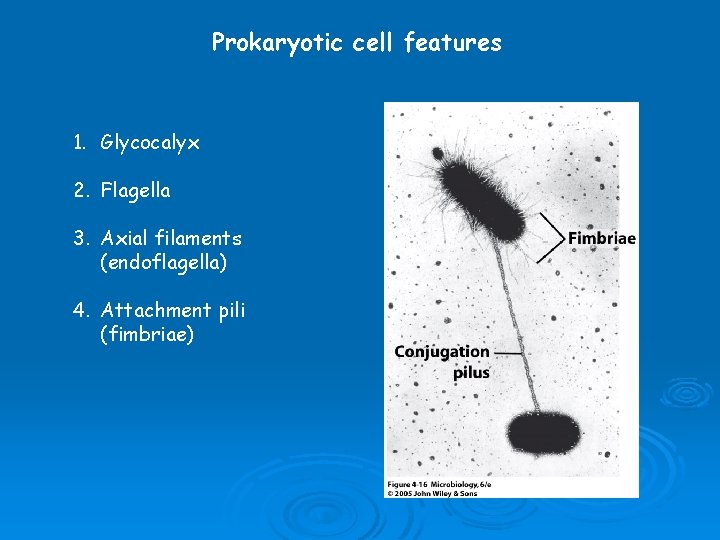Prokaryotic cell features 1. Glycocalyx 2. Flagella 3. Axial filaments (endoflagella) 4. Attachment pili