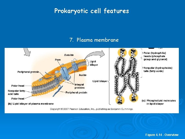 Prokaryotic cell features 7. Plasma membrane Figure 4. 14 - Overview 