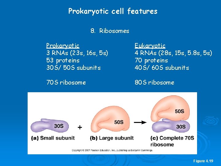 Prokaryotic cell features 8. Ribosomes Prokaryotic 3 RNAs (23 s, 16 s, 5 s)