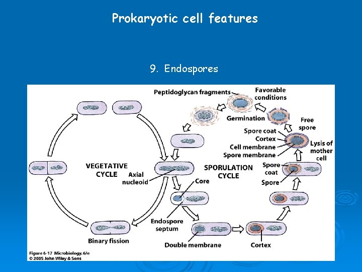 Prokaryotic cell features 9. Endospores 